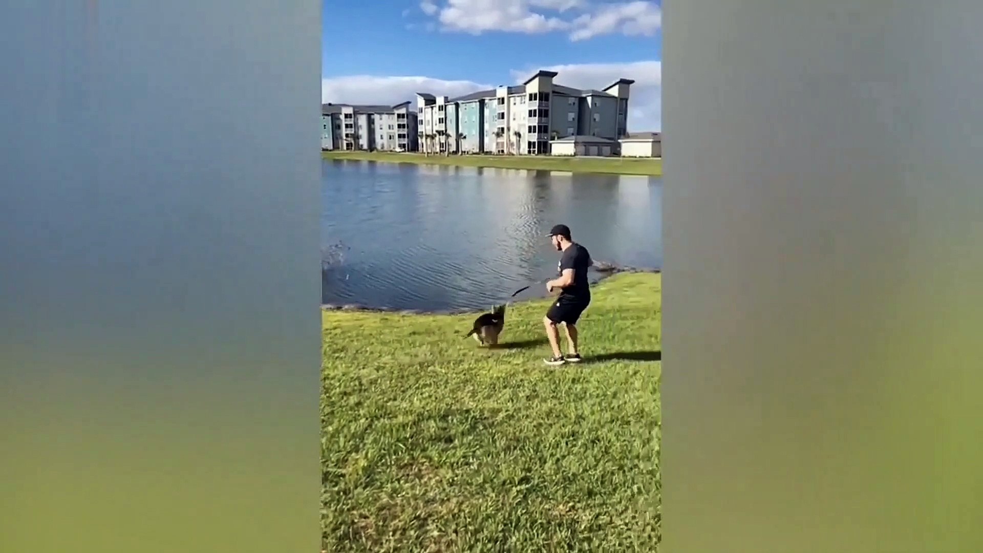 Cute moments of animals | cute pets | cats and dogs | cute puppy kitten - Pets and animals