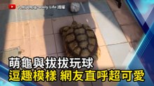 萌龜與拔拔玩球 逗趣模樣 網友直呼超可愛