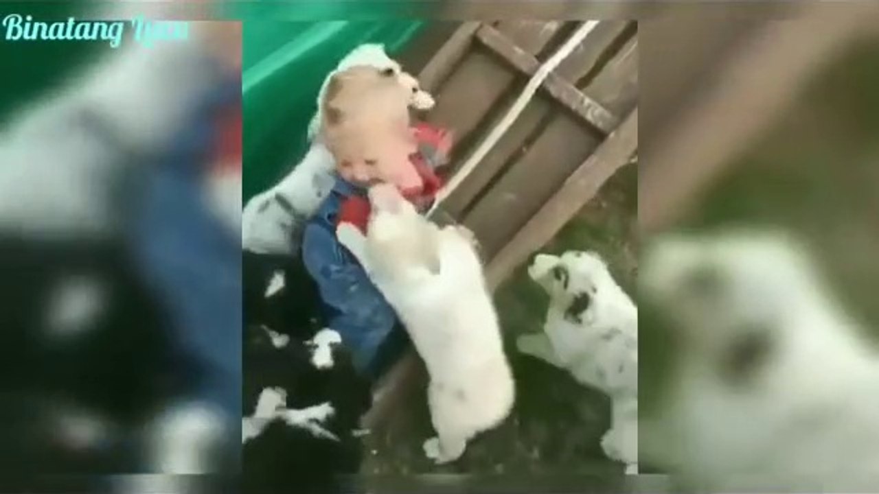 kcute dog group