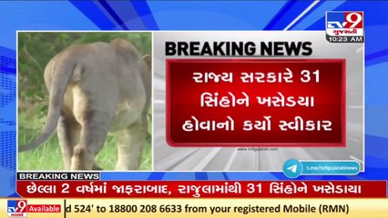 Over 31 lions relocated from Rajula and Jafrabad in last 2 years- Gujarat govt in Vidhansabha _ TV9