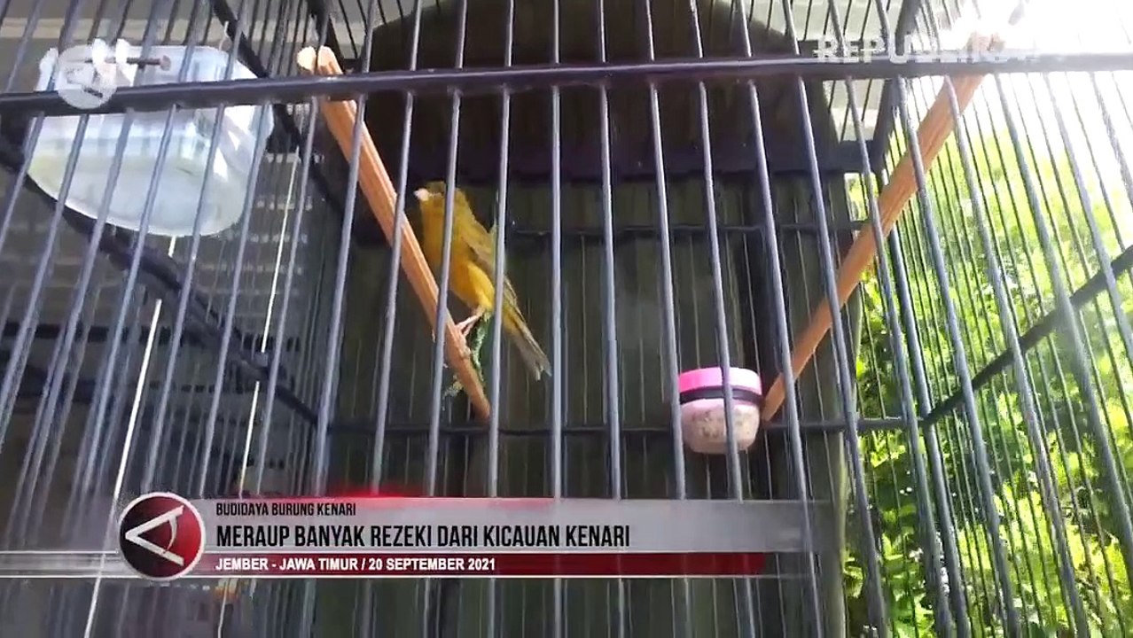 Menuai Rezeki dari Kicau Kenari