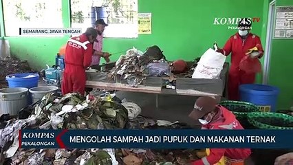 Sampah Bisa Diolah Jadi Pakan Ternak, Caranya?