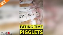 ''Anyone Hungry?' - Pig Feeds Eight Cute Piglets at the Same Time'