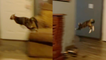 'Hyperactive cat 'zooms' through the living room'