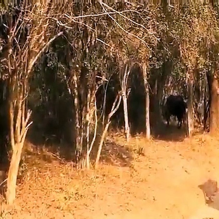 Wild animals  2021