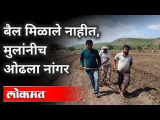 हळदीच्या सरीसाठी तरूण मुलांनी ओढला नांगर | Dwindling Numbers Of Bullocks | Monsoon Season | Hingoli