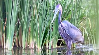 What a hungry heron can do...