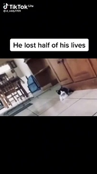 Scared cat pranking the cat