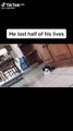 Scared cat pranking the cat
