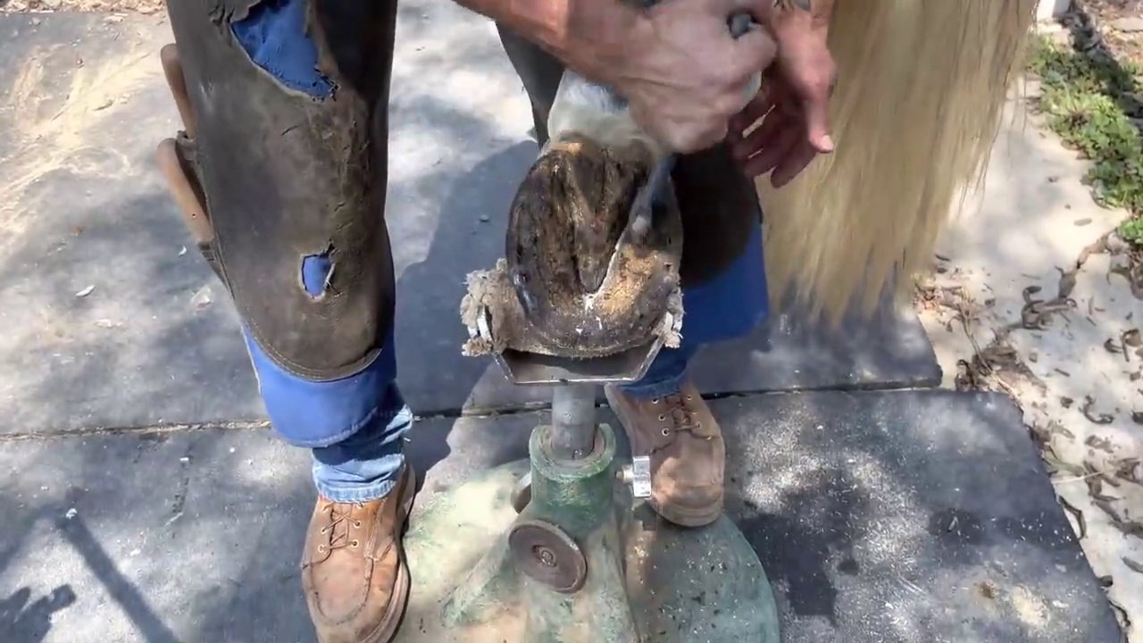 Farrier Hoof Restoration - very satisfying