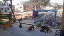 Monkey catchers in India - How they catch over populated monkeys