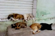 Sem apoio e com animais abandonados, ONG de Cajazeiras cobra castramóvel e Centro de Recuperação