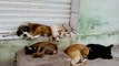 Sem apoio e com animais abandonados, ONG de Cajazeiras cobra castramóvel e Centro de Recuperação