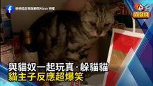 與貓奴一起玩真·躲貓貓 貓主子反應超爆笑