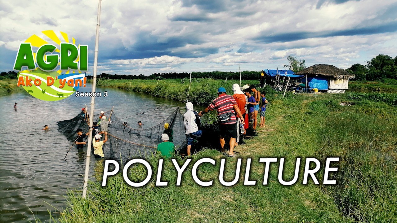 Polyculture