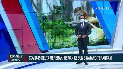 9 Hewan dan Harimau di National Zoo Terpapar Covid-19 dari Staf Kabun Binatang