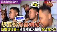 完全0配合度！超靈性杜賓犬秒識破主人無理要求 轉身就是狂奔