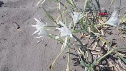 KARATAŞ SAHİLLERİ ZAMBAK KOKUYOR