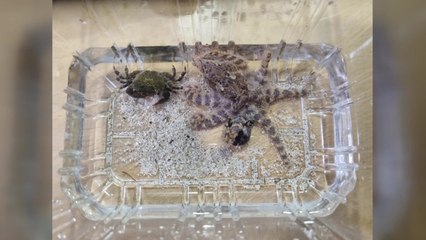 제주서 청산가리 10배 독성 '파란고리문어' 발견 / YTN