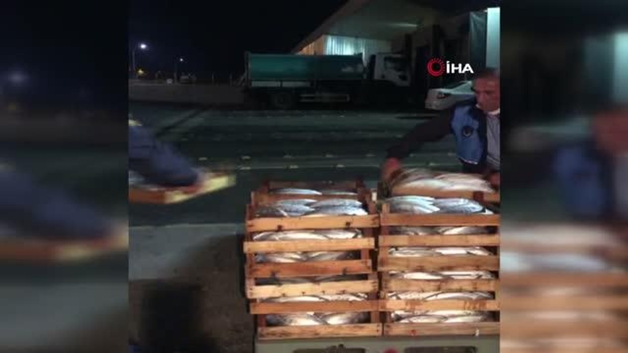 3 ton yazılı orkinos ve istavrit ele geçirildi