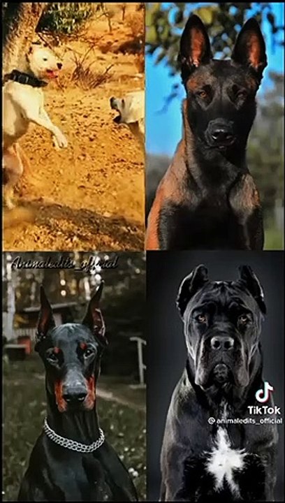 Cool  dog
