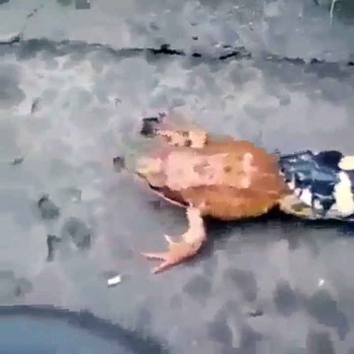 Snake VS Frog 2021 New video