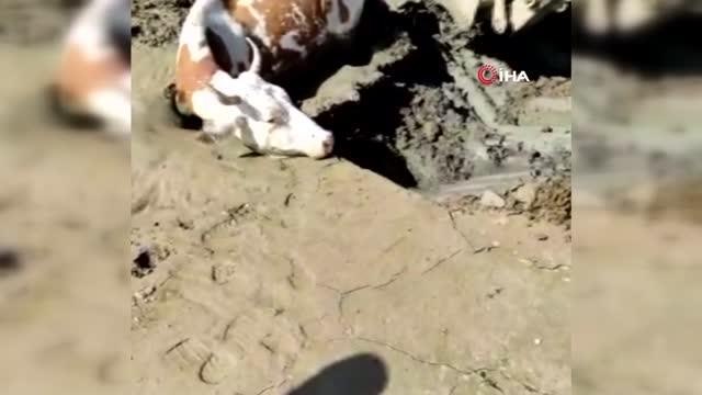 Bingöl'de çamurda mahsur kalan ineği itfaiye ekipleri kurtardı