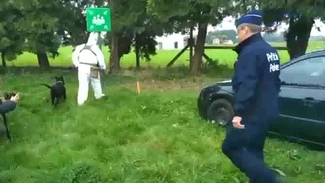 Un chien de la police fédérale dressé pour détecter des traces de sperme