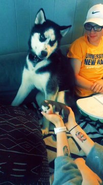 Siberian Husky Nervously Meets His New Puppy