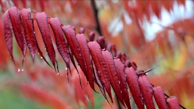 THE MUSICAL RAIN /SYMPHONY BY MAESTRO ILAYARAJA