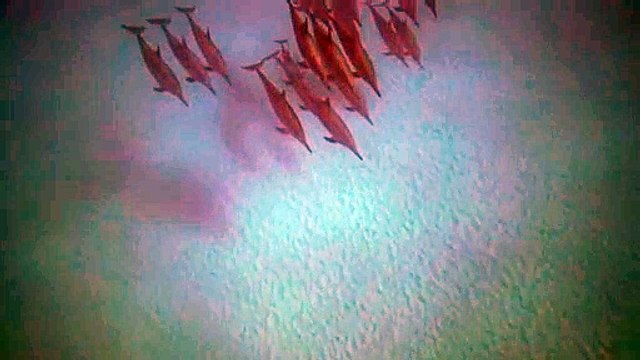 group of dolphins travel together #animal #dolphins