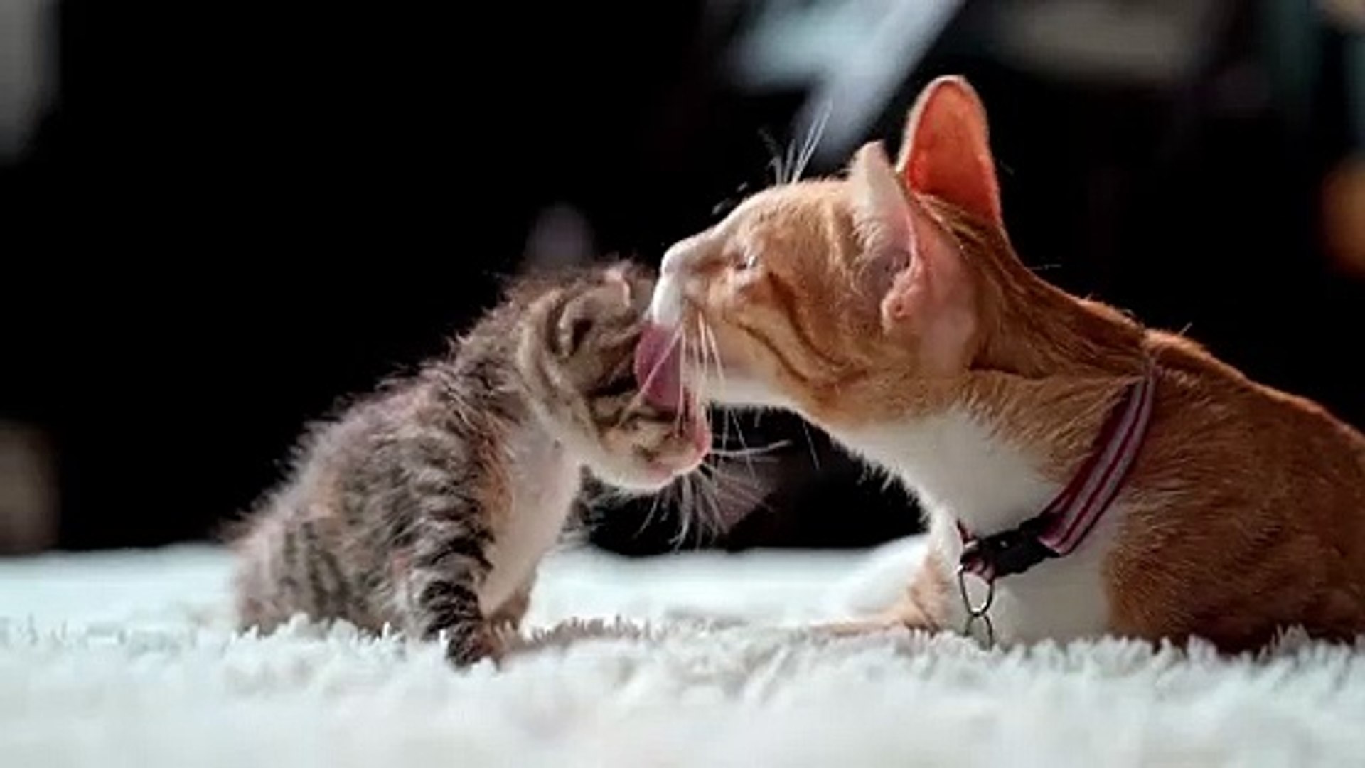 Cats play with her kitten القطط تلعب مع قطتها الصغيرة #cat #cats #animal  #animals - video Dailymotion