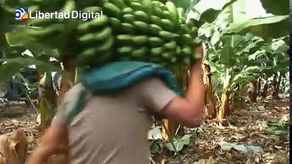 El volcán de La Palma arrasa algunas plantaciones de plátanos
