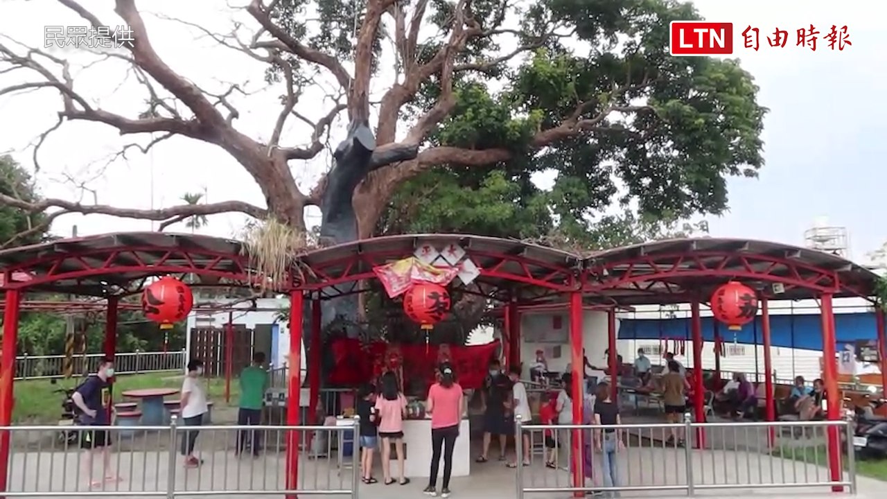 恐成最後聖誕！埔心360年茄苳公病重 鄉長揪契子契孫集氣