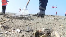 Samandağ sahilinde petrol atıkları temizliği sürüyor