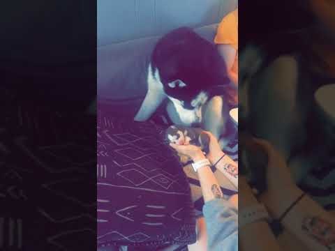Siberian Husky Nervously Meets His New Puppy