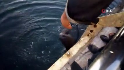 Bursa’da oltaya takıldı! Nesli tükenme tehlikesi altında