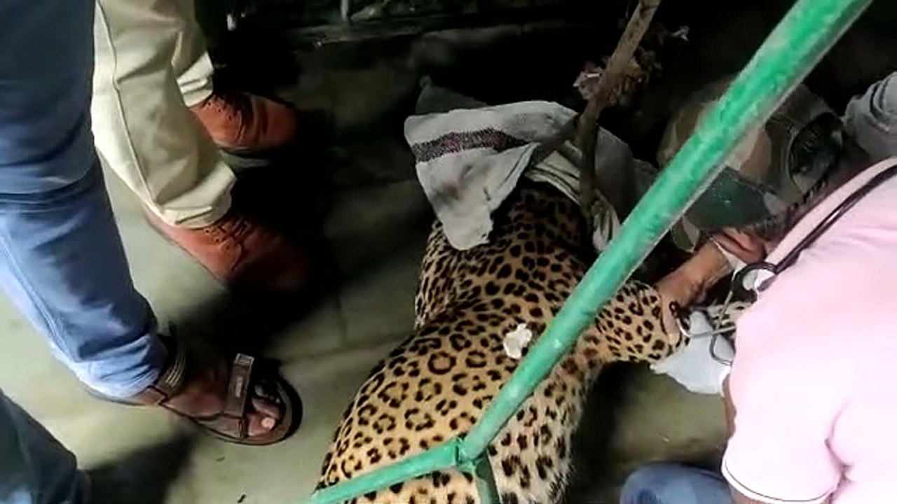 पैंथर को कोटा बॉयोलोजिकल पार्क में शिफ्ट किया