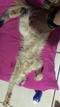 Altônia: Gatinha vítima de maus-tratos é resgatada, recebe tratamento e encontra um novo lar
