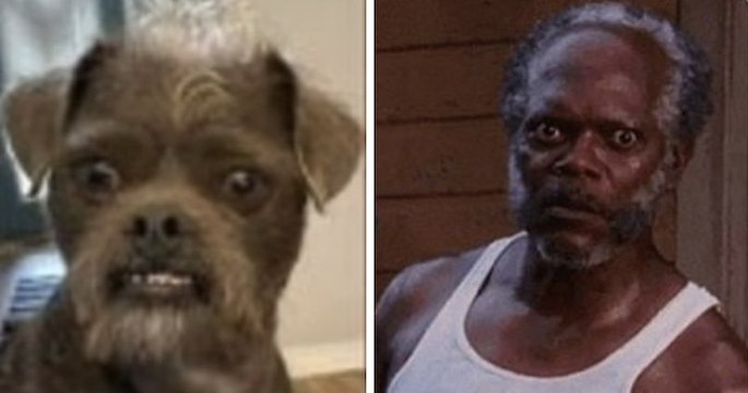 Ce chien ressemble comme deux gouttes à Samuel L. Jackson