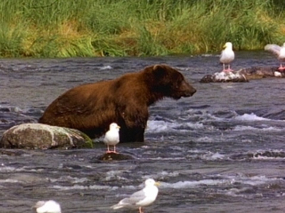 un ours magique