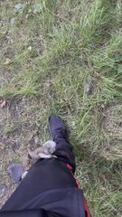 Squirrel Hitches a Ride on Man's Shoulder