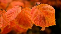 Facts about fall that you may not know