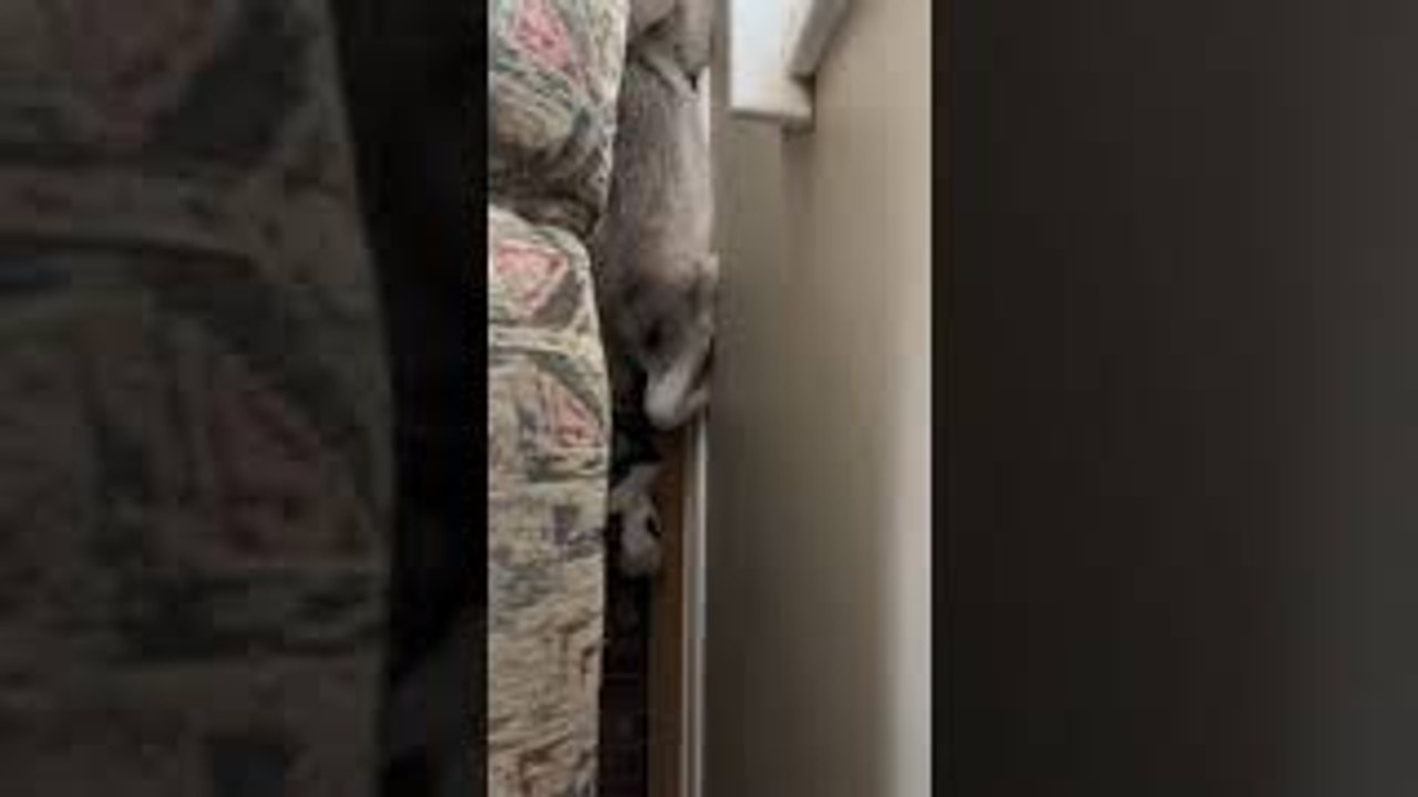 Siberian Husky Does Somersault in Tight Space