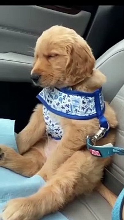 World cutest puppy