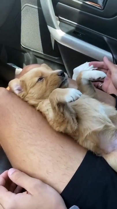 My cutest puppy is sleeping on my legs