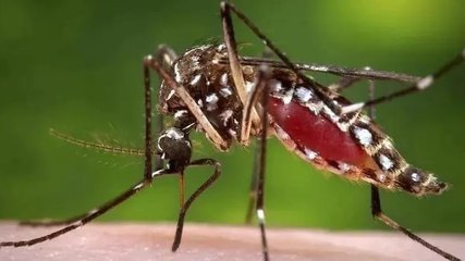 Rajasthan gripped with dengue menace: 4 people dead in Dholpur | Ground report