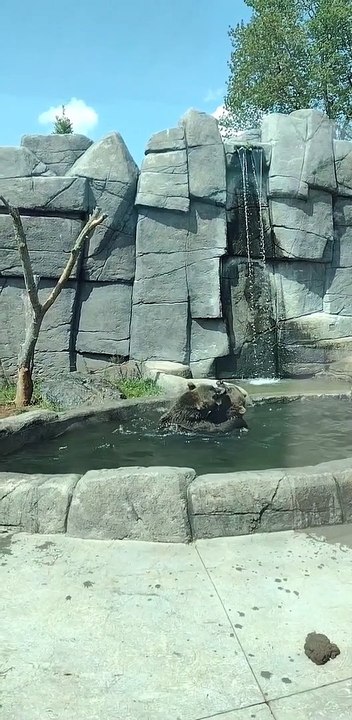Captive Bears Play Wrestle