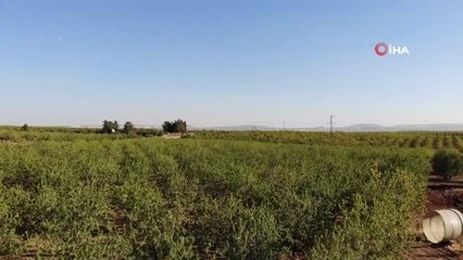 Şanlıurfa'da badem hasadı başladı