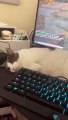 Rescue Cat Won't Let Dad Game